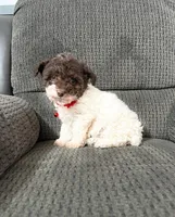 Oreo, a male Poodle - Toy  for sale in Jeffersonville, IN – Photo 3 of 4