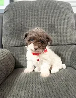 Oreo, a male Poodle - Toy  for sale in Jeffersonville, IN – Photo 2 of 4