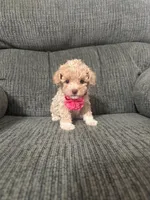 Lovely, a female Poodle - Toy  for sale in Jeffersonville, IN – 2 of 4