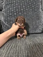 Beric, a male Poodle - Toy  for sale in Jeffersonville, IN – 1 of 3