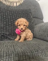 Rosie, a female Poodle - Toy  for sale in Jeffersonville, IN – 3 of 3