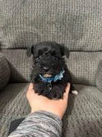 Bear, a male Yorkipoo for sale in Jeffersonville, IN – Photo 2 of 3