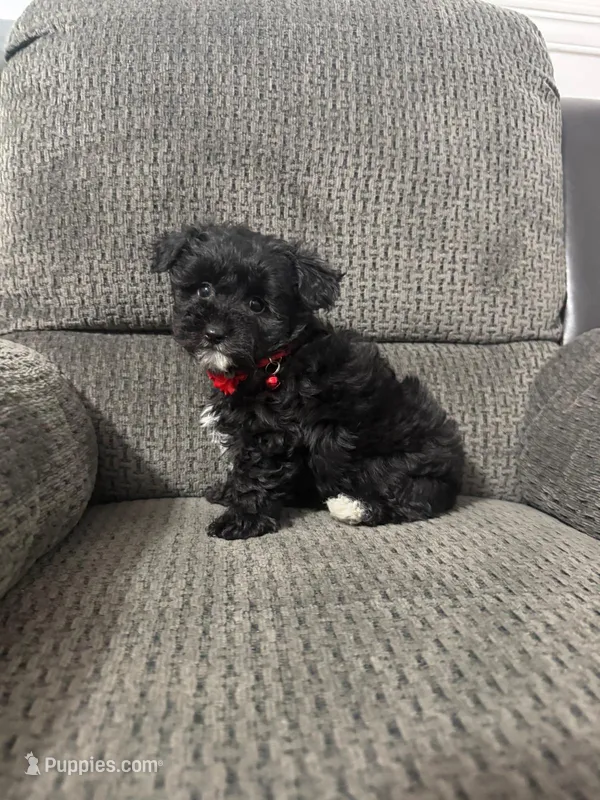 Bear – Yorkipoo puppy for sale in Jeffersonville, IN