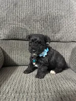 Bear, a male Yorkipoo for sale in Jeffersonville, IN – Photo 1 of 3