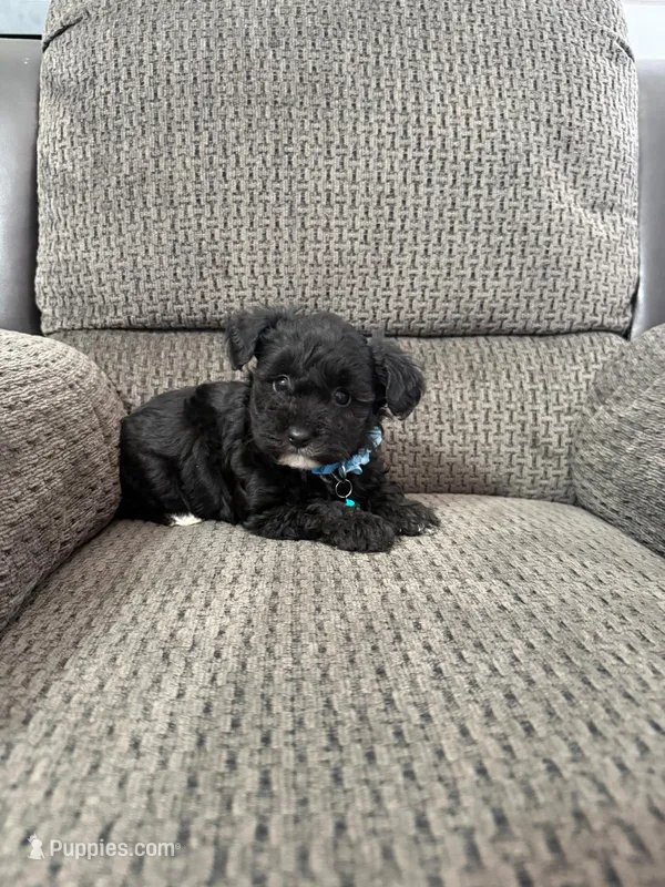 Bear – Yorkipoo puppy for sale in Jeffersonville, IN