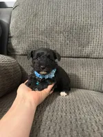 Bear, a male Yorkipoo for sale in Jeffersonville, IN – Photo 3 of 3