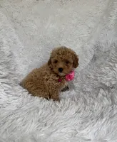 Rosa, a female Poodle - Toy  for sale in Jeffersonville, IN – 3 of 4