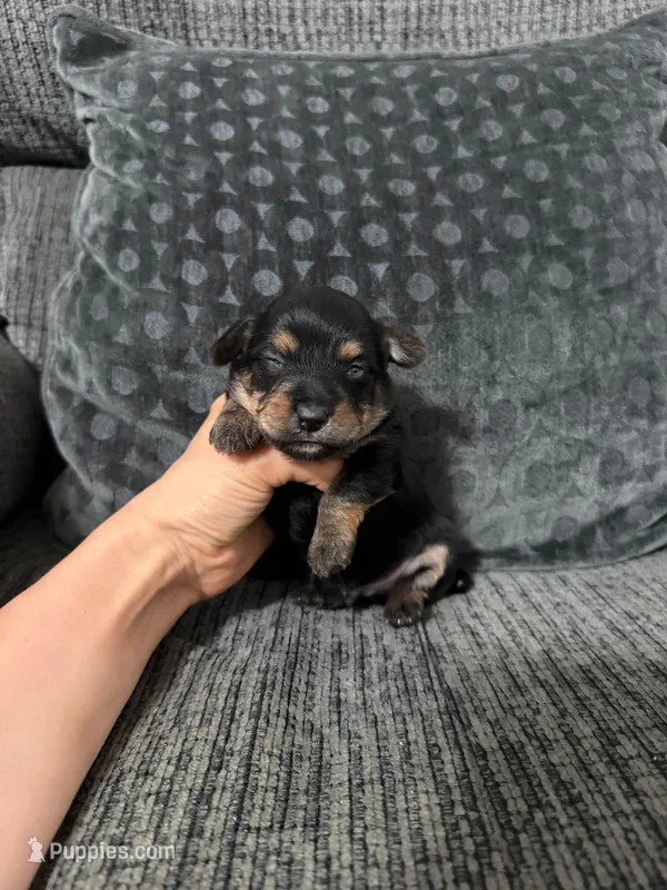 Ace – Yorkshire Terrier, Poodle - Toy  puppy for sale in Jeffersonville, IN