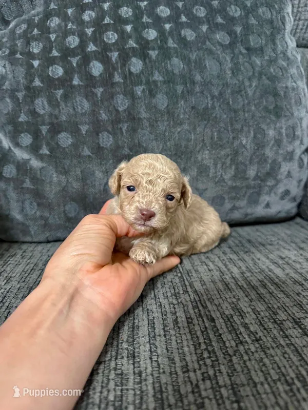 Charlie – Poodle - Toy  puppy for sale in Jeffersonville, IN