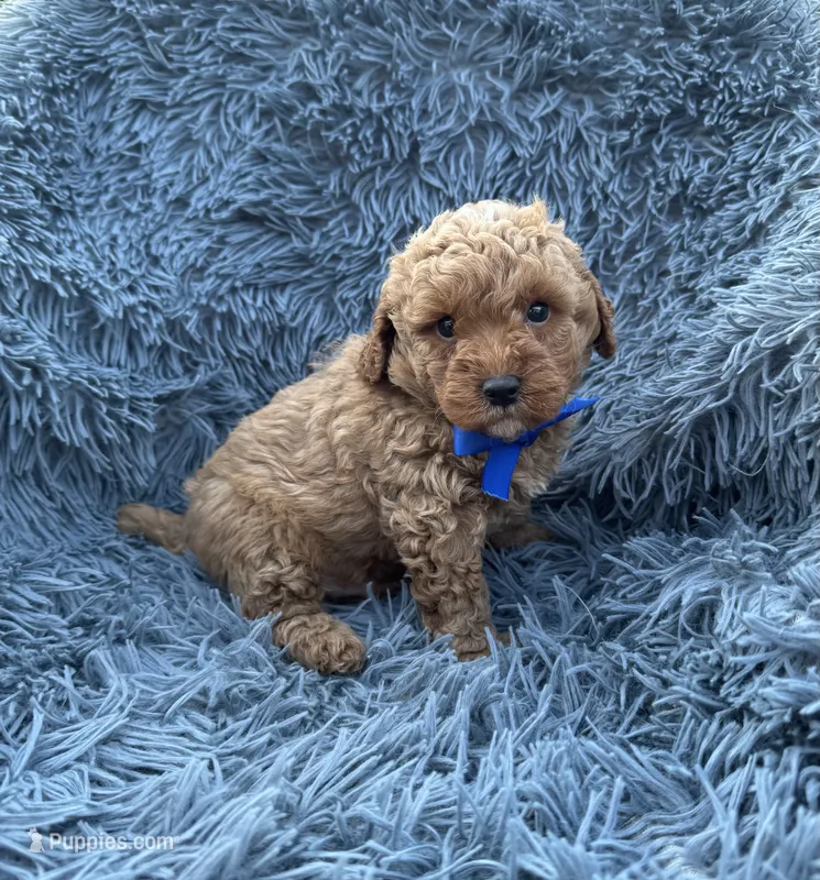 Charlie – Poodle - Toy  puppy for sale in Jeffersonville, IN