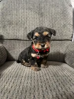 Darla, a female Yorkipoo for sale in Jeffersonville, IN – Photo 2 of 4