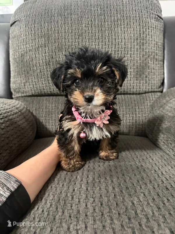 Darla – Yorkipoo puppy for sale in Jeffersonville, IN