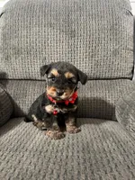 Darla, a female Yorkipoo for sale in Jeffersonville, IN – Photo 3 of 4