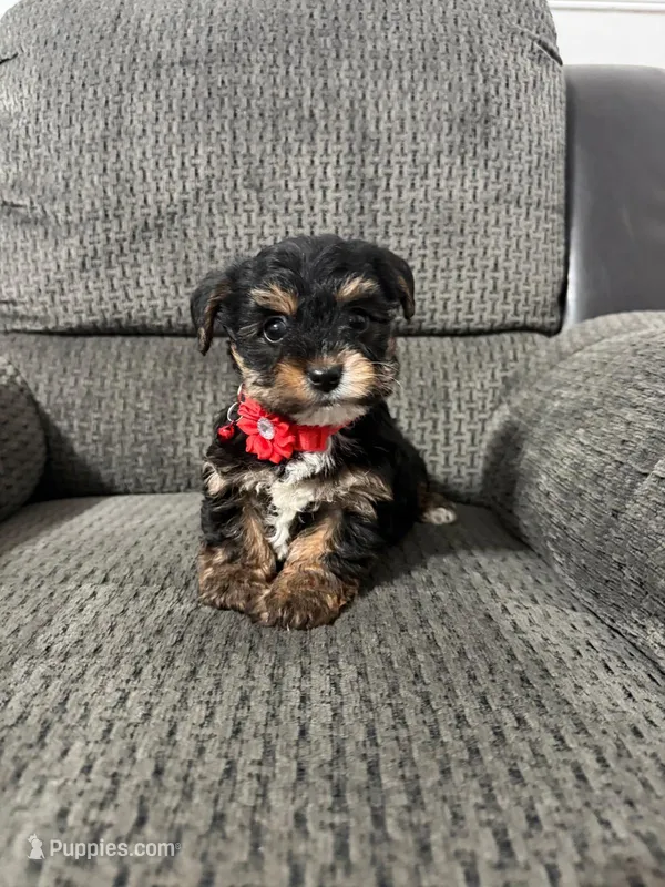 Darla – Yorkipoo puppy for sale in Jeffersonville, IN
