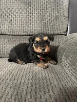 Darla, a female Yorkipoo for sale in Jeffersonville, IN – Photo 1 of 4