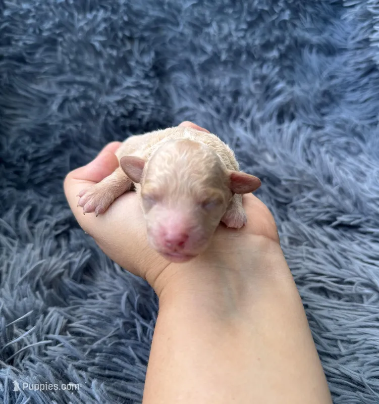 Rosa – Poodle - Toy  puppy for sale in Jeffersonville, IN