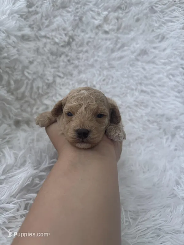 Rosa, a female Poodle - Toy  for sale in Jeffersonville, IN – Photo 1 of 4