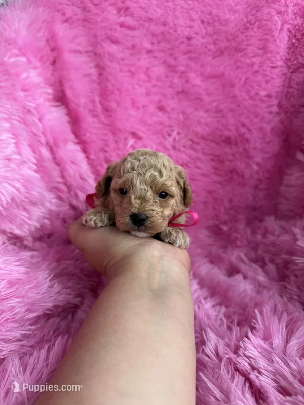 Rosa – Poodle - Toy  puppy for sale in Jeffersonville, IN