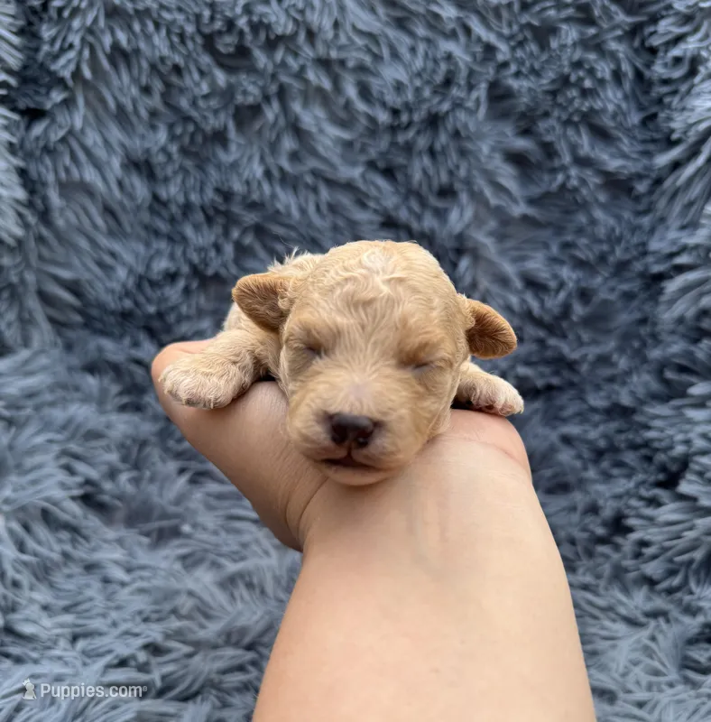 Rosa – Poodle - Toy  puppy for sale in Jeffersonville, IN