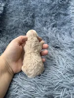 Rosa, a female Poodle - Toy  for sale in Jeffersonville, IN – Photo 2 of 2