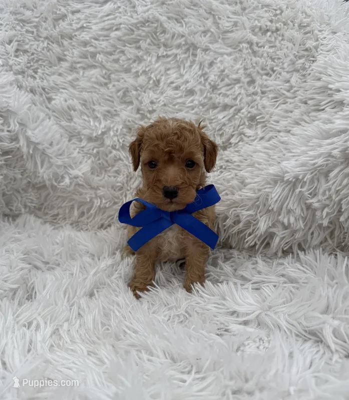 Albert – Poodle - Toy  puppy for sale in Jeffersonville, IN