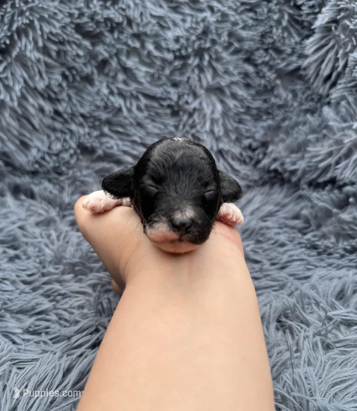 Eva – Poodle - Toy  puppy for sale in Jeffersonville, IN