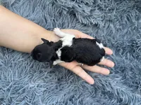 Eva, a female Poodle - Toy  for sale in Jeffersonville, IN – Photo 2 of 2