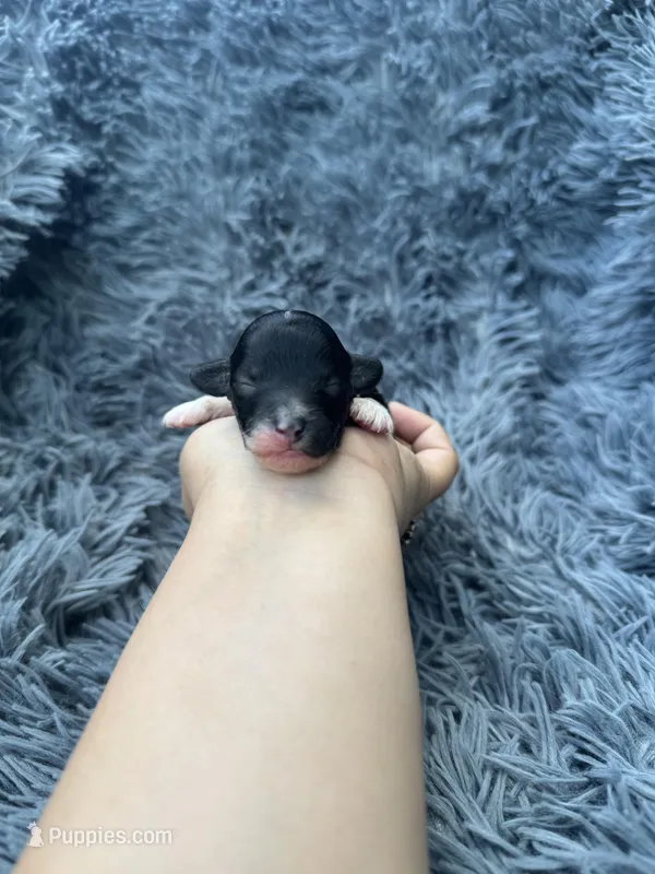 Eva – Poodle - Toy  puppy for sale in Jeffersonville, IN