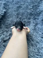 Eva, a female Poodle - Toy  for sale in Jeffersonville, IN – Photo 1 of 2