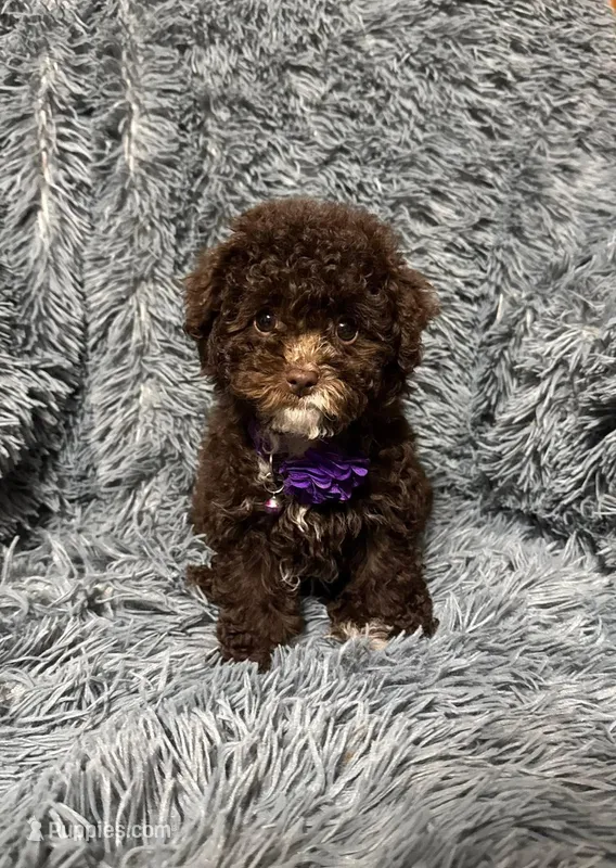 Juliette – Cavapoo puppy for sale in Jeffersonville, IN