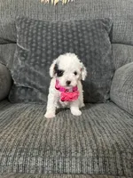 Kaya, a female Poodle - Toy  for sale in Jeffersonville, IN – 3 of 3