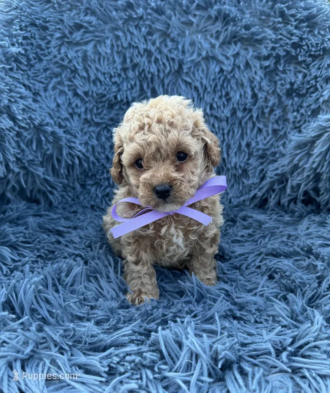 Rosa – Poodle - Toy  puppy for sale in Jeffersonville, IN