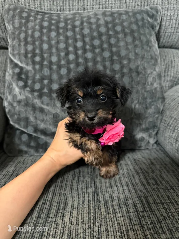 Autumn  – Yorkipoo puppy for sale in Jeffersonville, IN