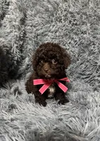 Clover, a female Cavapoo for sale in Jeffersonville, IN – Photo 3 of 5