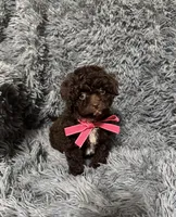 Clover, a female Cavapoo for sale in Jeffersonville, IN – Photo 2 of 5