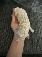 Teddy, a male Poodle - Toy  for sale in Jeffersonville, IN – 2 of 3