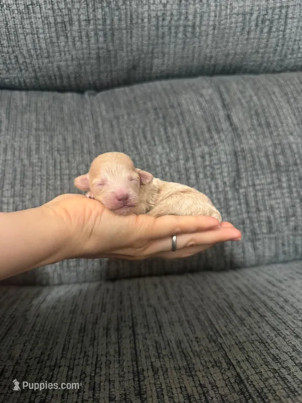 Rosie – Poodle - Toy  puppy for sale in Jeffersonville, IN