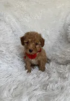Albert, a male Poodle - Toy  for sale in Jeffersonville, IN – 2 of 4