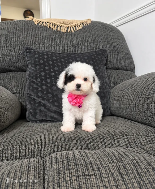 Kaya – Poodle - Toy  puppy for sale in Jeffersonville, IN