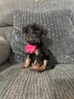 Autumn , a female Yorkipoo for sale in Jeffersonville, IN – 2 of 2