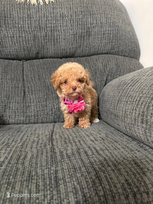 Alayah  – Poodle - Toy  puppy for sale in Jeffersonville, IN