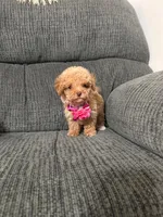 Alayah , a female Poodle - Toy  for sale in Jeffersonville, IN – 1 of 6