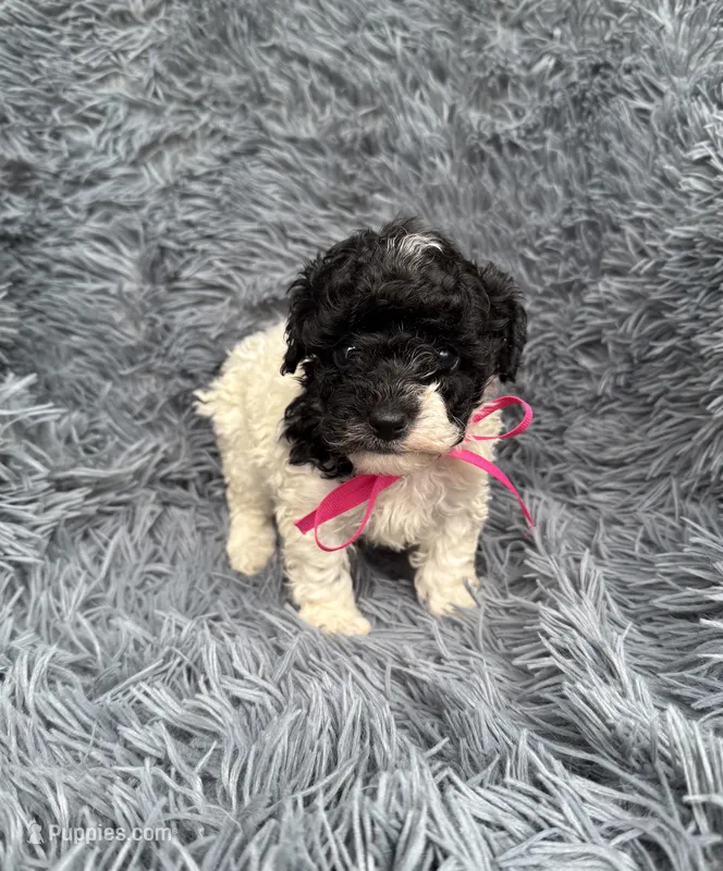 Lilah – Poodle - Toy  puppy for sale in Jeffersonville, IN