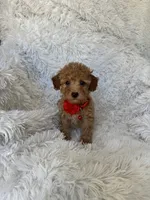 Teddy, a male Poodle - Toy  for sale in Jeffersonville, IN – 4 of 4
