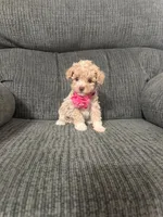 Lovely, a female Poodle - Toy  for sale in Jeffersonville, IN – 4 of 4