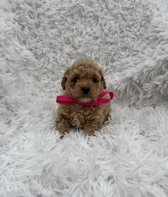 Rosa – Poodle - Toy  puppy for sale in Jeffersonville, IN