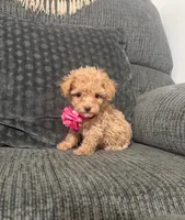 Rosie, a female Poodle - Toy  for sale in Jeffersonville, IN – 2 of 3