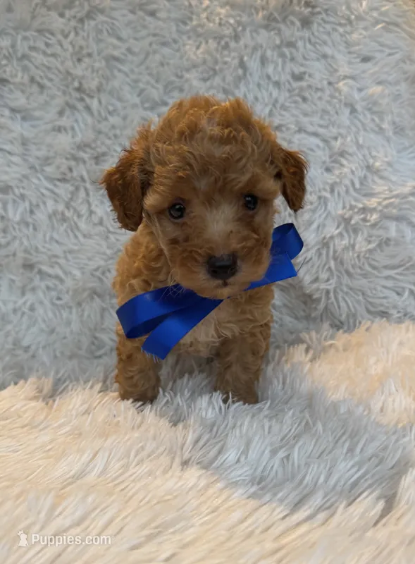 Albert – Poodle - Toy  puppy for sale in Jeffersonville, IN