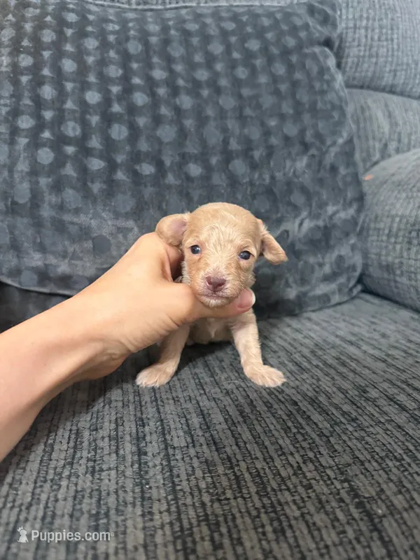 Rosie – Poodle - Toy  puppy for sale in Jeffersonville, IN
