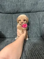 Alayah , a female Poodle - Toy  for sale in Jeffersonville, IN – 2 of 6